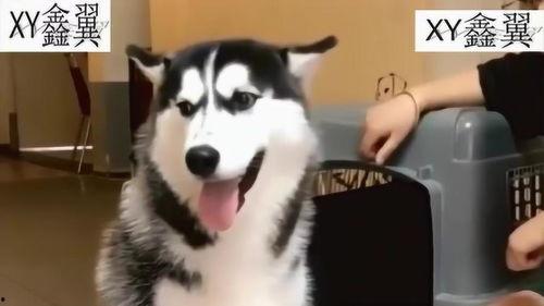 二哈吃大骨瓜视频大全集,趣味横生的吃大骨瓜视频集锦