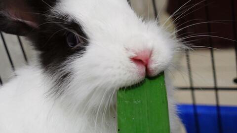 兔子吃瓜的声音视频,兔子吃瓜趣味瞬间