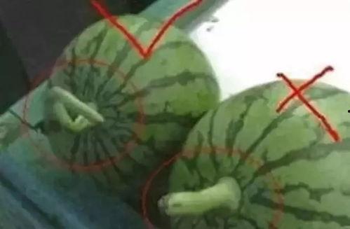 怎么做快乐吃瓜视频教学,揭秘短视频制作技巧