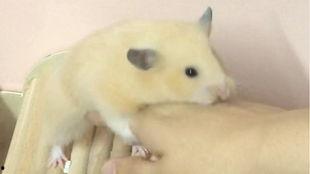 仓鼠可以吃蛋瓜么吗视频,蛋瓜，仓鼠的新宠？