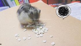 仓鼠吃瓜视频大全集,盘点萌宠仓鼠的瓜果时光