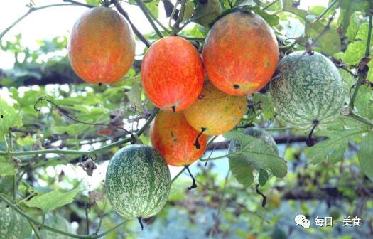 吊瓜的根块可以吃吗视频,天然美食，健康养生新选择