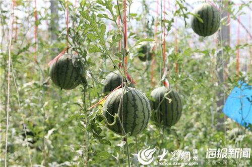 北美爆料吃瓜视频,揭秘娱乐圈幕后真相