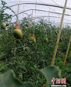 40万吃瓜群众视频,这场视频引发全网热议！