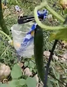 吃灰瓜的危害视频,健康风险不容忽视