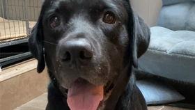 偷瓜吃的拉布拉多视频播放,萌宠偷吃引发网友热议