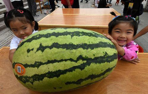 去下野地吃瓜视频下载,探寻下野地美食之旅