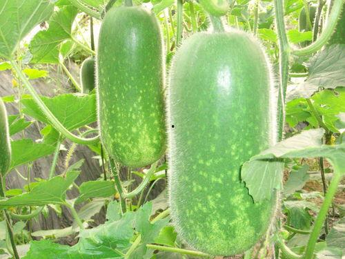 韩城直播间吃瓜视频大全,吃瓜视频大全，揭秘娱乐圈幕后故事