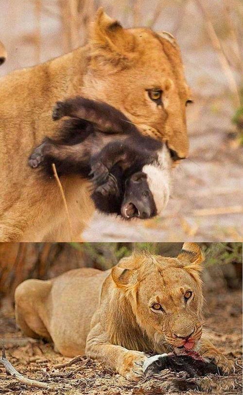 带你吃瓜动物叫声视频,带你走进“吃瓜”世界的声音盛宴