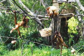 猴吃瓜视频大全集,欢乐无限的视频大全集回顾