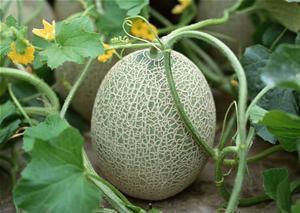 一个搞笑女吃哈密瓜的视频,搞笑女挑战哈密瓜，吃瓜现场笑料百出！