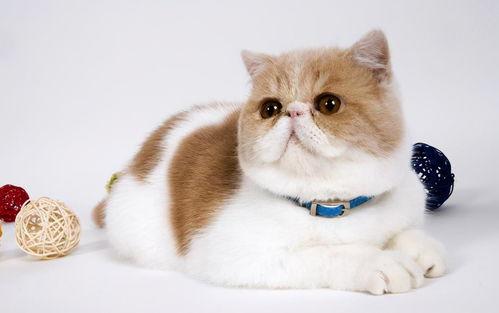 猫小美吃哈密瓜视频大全,视频大全回顾