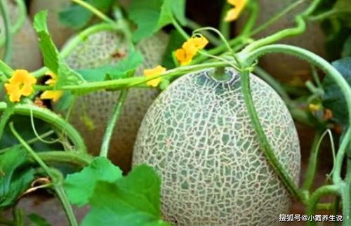 电影吃哈密瓜的故事视频,哈密瓜引发的奇幻之旅