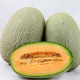 狗头吃哈密瓜视频大全集,哈密瓜盛宴欢乐时刻