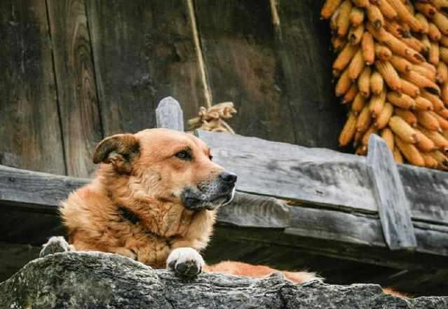 农村狗子吃瓜视频大全,萌态百出视频大全