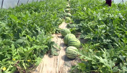 镇平吃瓜最新视频,揭秘最新视频背后的热点事件