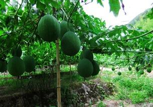 吊瓜可以带皮吃吗视频讲解,视频揭秘可食用真相