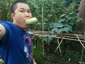 回老家吃瓜视频,一场别开生面的乡村盛宴