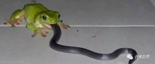 蛇宝宝直播吃瓜视频下载,萌态十足引网友热议