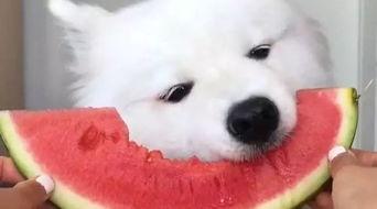 萨摩吃瓜视频在线观看,带你领略网络娱乐新风尚